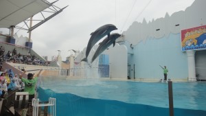 Delfiny w oceanarium Sumasui
